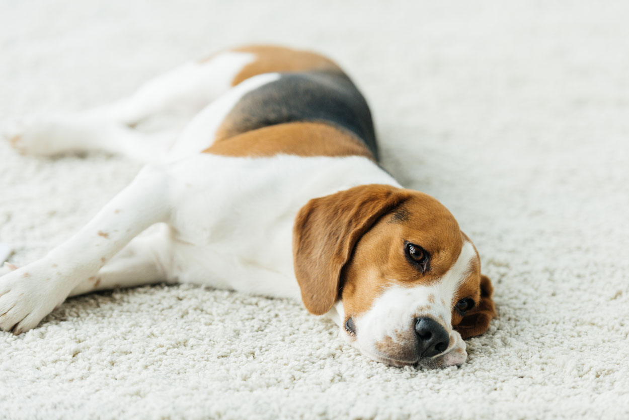 Carpet Cleaning - Upholstery Cleaning - Water Restoration - Pueblo West Colorado